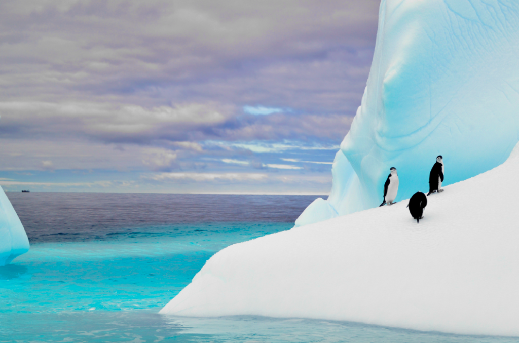 secret-atlas-penguin-excursions