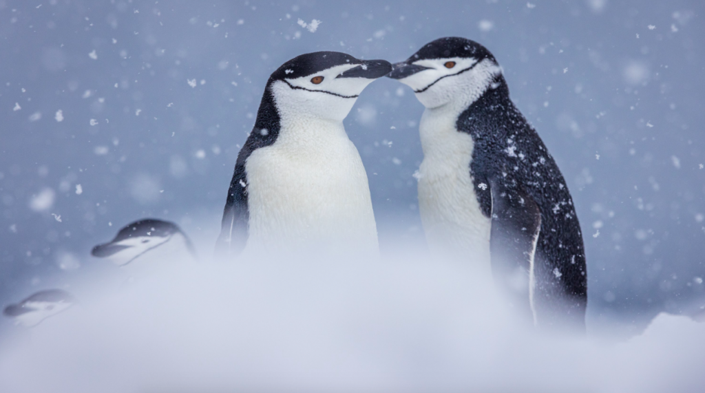 antactic-penguin-cruise